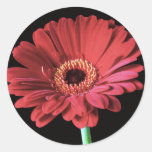 Red Gerbera stickers
