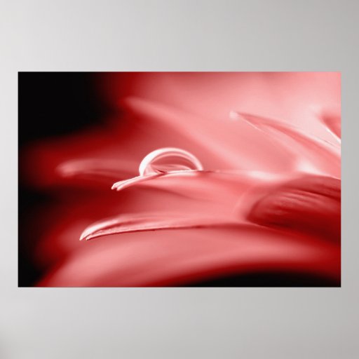 Red Gerbera with water drops mural Posterdruck