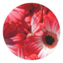 Red Gerberas stickers