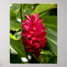 Red Ginger Print