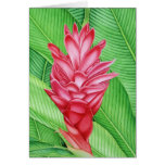 Red Ginger Watercolour cards