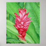 Red Ginger Watercolour Poster