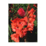 Red Gladiolas Post Cards