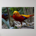 Red Golden Pheasant posters