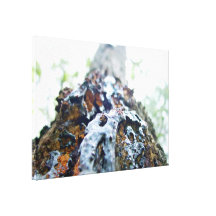 Red gum bark closeup canvas print