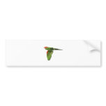 Red-headed Conure bumper stickers