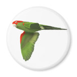 Red-headed Conure Fridge Magnet