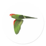 Red-headed Conure stickers