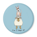 Red Heeler Backing Sheep