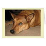Red Heeler Cattle Dog -  Ranch Dog Lover - Blank cards
