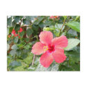Red Hibiscus Flower in Tropical Honolulu, Hawaii postcards