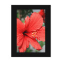 Red Hibiscus Flower Postcard