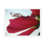 Red Hibiscus From Below Postcard