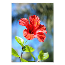Red Hibiscus Photo
