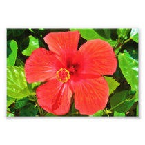 Red Hibiscus - Photo Print