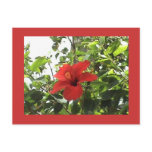 Red Hibiscus Postcard
