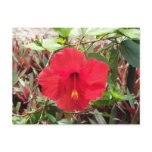 Red Hibiscus Postcard