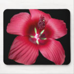 Red Hibsicus Mousepads