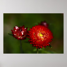 Red Hot Everlasting Flower Poster