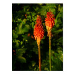 Red Hot Poker Flowers Postcard