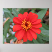 Red Hot Zinnia Poster