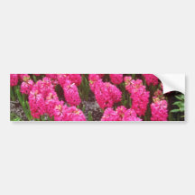 Red Hyancinthus orientalis Jan Box flowers Bumper Stickers