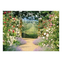 Red Hybrid Rose-Lined Path To Gate, Underplanted W Invitations