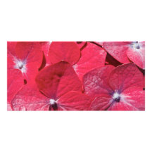 Red hydrangea custom photo card
