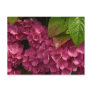 Red Hydrangeas  Flowers Postcard