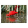 red ibis greeting cards