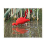red ibis postcard