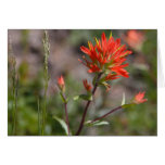 Red Indian Paintbrush Flower Card