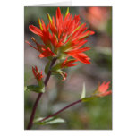 Red Indian Paintbrush Flower Greeting Cards