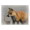 Red Island fox card