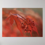 "Red", Japanese Maple posters