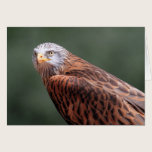 Red Kite cards