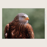 Red Kite cards