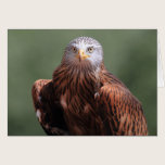Red Kite cards