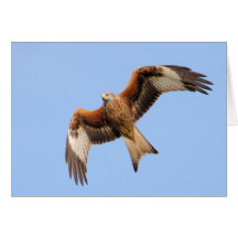 Red Kite Card