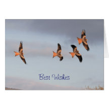 Red Kite Card