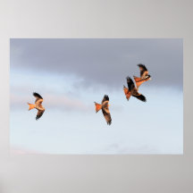 Red Kite Chase Print