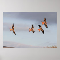 Red Kite Chase Print