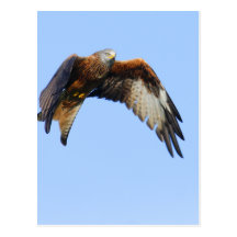 Red Kite Post Cards