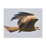 Red Kite Postcard