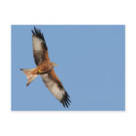 Red Kite Postcard