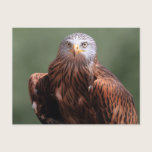 Red Kite postcards