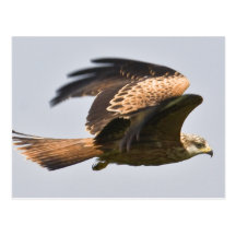 Red Kite Postcard