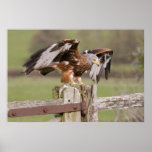 Red Kite posters