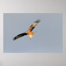 Red Kite Print