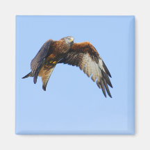 Red Kite Refrigerator Magnets